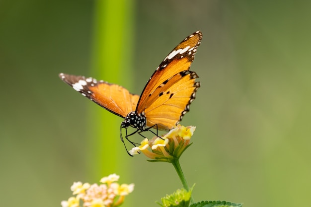 El simbolismo de las mariposas amarillas en distintas culturas