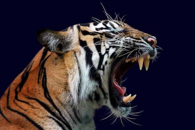 El tigre: un símbolo de poder y ferocidad