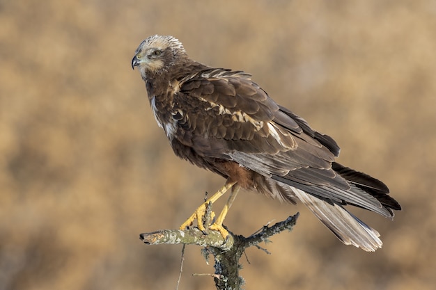 Explora cómo el aguilucho es interpretado en diferentes culturas y religiones alrededor del mundo.