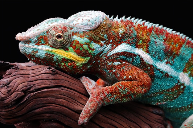 Explora cómo el lagarto es interpretado en diferentes culturas y religiones
