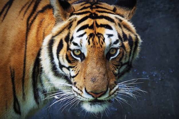 Explora cómo el ojo de tigre es interpretado en diferentes culturas y religiones.