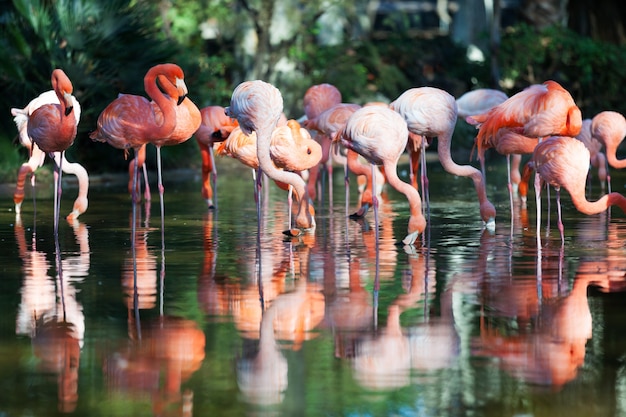 Flamencos: Un símbolo cultural y religioso en diferentes partes del mundo.