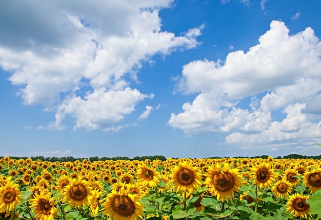 Girasoles en diferentes culturas y religiones: explora cómo los girasoles son interpretados y valorados en distintas culturas, etnias y religiones alrededor del mundo.