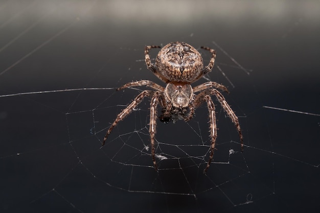 Gusanos: Más que simples criaturas, un símbolo de transformación y renovación