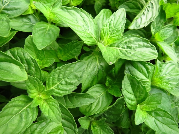 La albahaca: un símbolo de amor, protección y prosperidad