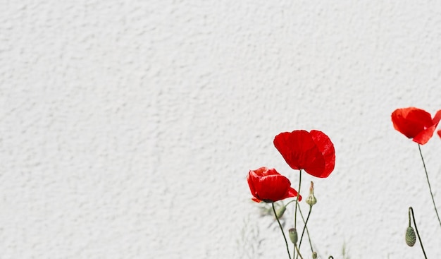 La amapola en diferentes culturas y religiones: Explora cómo la amapola ha sido interpretada y valorada en distintas partes del mundo, desde la antigüedad hasta la actualidad.