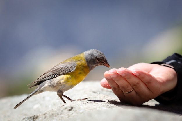 La bandada de pájaros como símbolo en diferentes culturas y su influencia en nuestra psicología.