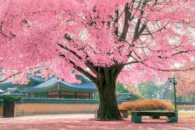 La belleza efímera: El significado del símbolo del árbol de cerezo