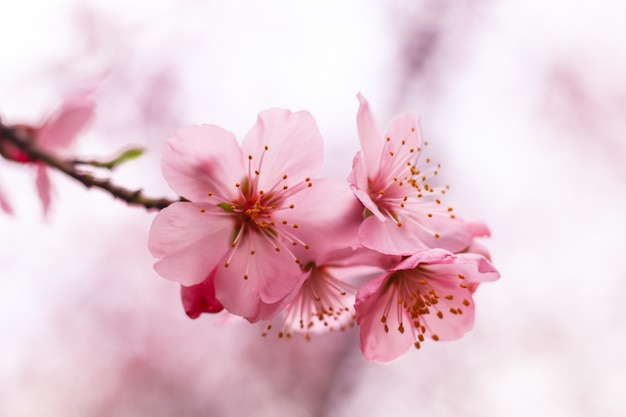 La belleza efímera y la renovación en el símbolo de la flor de cerezo
