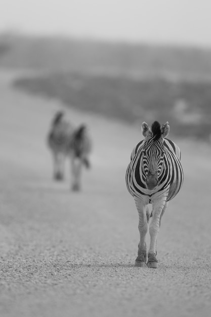 La cebra: un símbolo de equilibrio y dualidad en la naturaleza