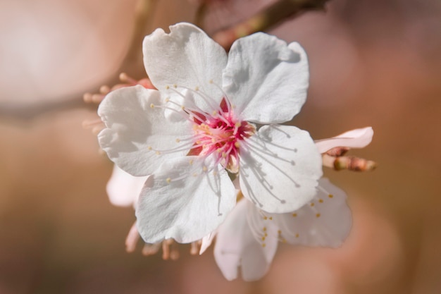 La flor de amendoeira: un símbolo de renacimiento y esperanza