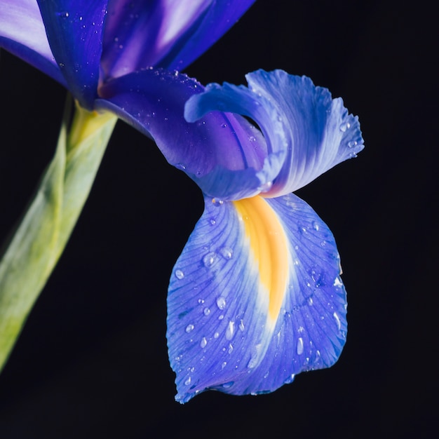 La flor de iris en diferentes culturas: conoce cómo se interpreta este símbolo en distintas culturas, etnias y religiones.