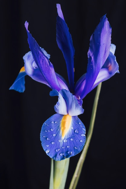 La flor de iris: un símbolo de significado profundo