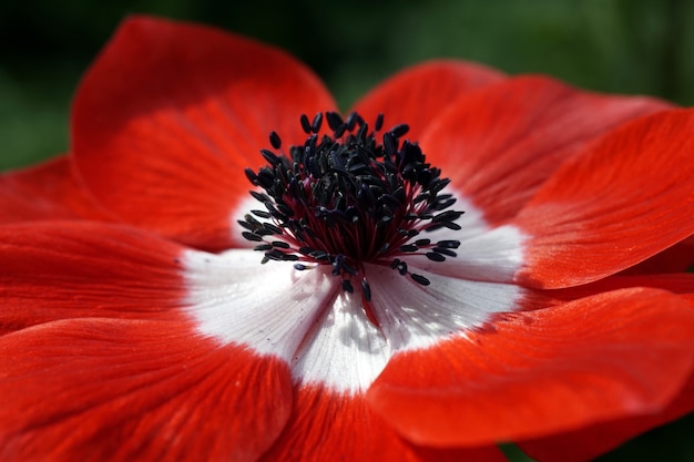 La flor de la pasión en diferentes culturas: Un símbolo de espiritualidad y devoción