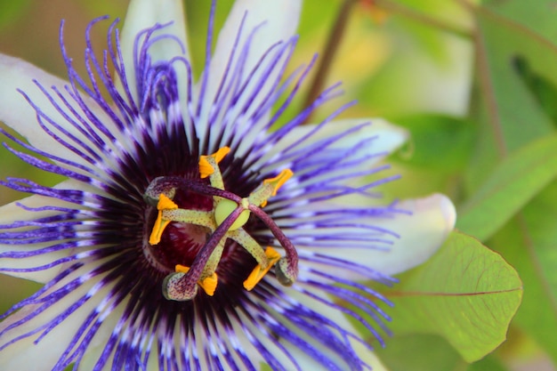 La flor de la pasión: un símbolo de amor y devoción