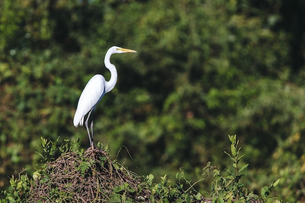 La garza blanca: un símbolo de pureza y elegancia