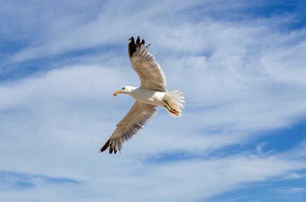 La gaviota en diferentes culturas, etnias y religiones.