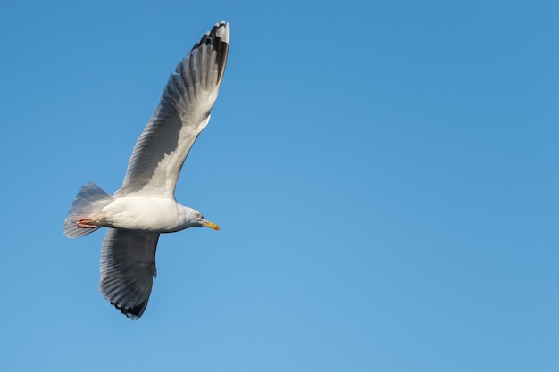 La gaviota: un símbolo de libertad y adaptabilidad