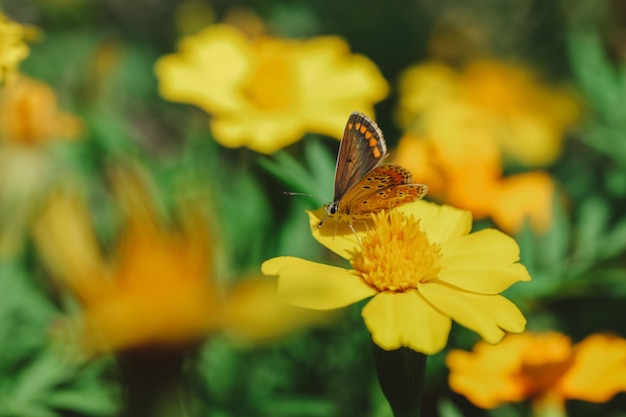 La mariposa amarilla en diferentes culturas y religiones: conoce cómo este símbolo es interpretado alrededor del mundo.