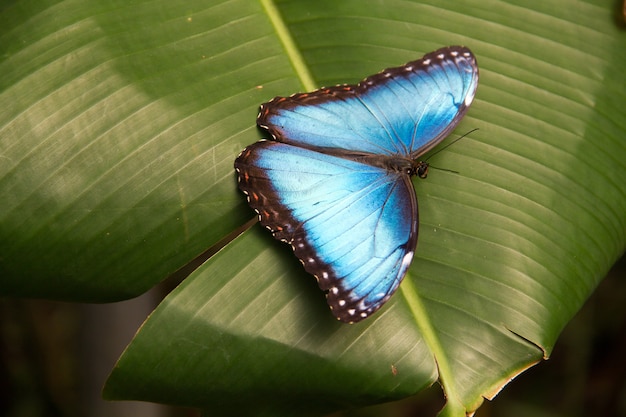 La mariposa azul en diferentes culturas