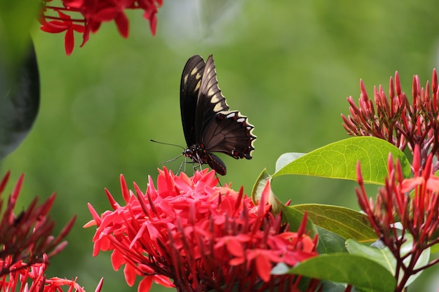 La mariposa cola de golondrina: un símbolo de transformación y libertad