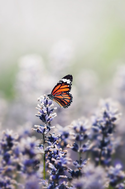 La mariposa en diferentes culturas y cómo se interpreta en cada una de ellas.