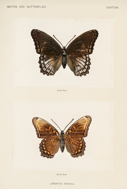 La mariposa negra: un símbolo de transformación y superación de la oscuridad