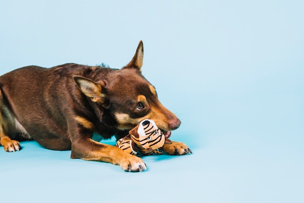 La mordedura de perro en diferentes culturas: una mirada a las interpretaciones simbólicas.