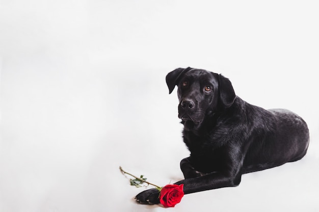La muerte de un perro en diferentes culturas: Explora cómo se interpreta y simboliza la muerte de un perro en distintas culturas, etnias y religiones alrededor del mundo.