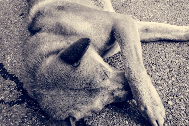 La muerte de un perro: un símbolo de lealtad y pérdida