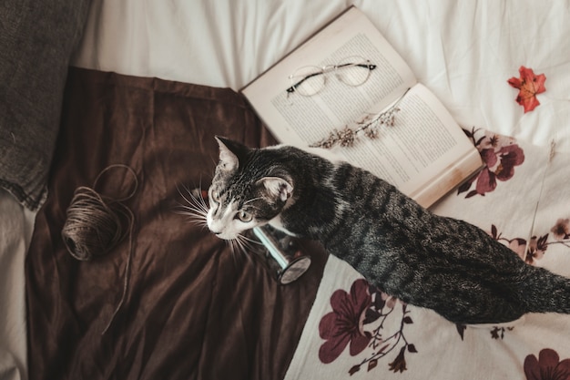 La muerte del gato en diferentes culturas, etnias y religiones: Explora cómo se interpreta este símbolo en distintas partes del mundo y cómo influye en la psicología de cada comunidad.