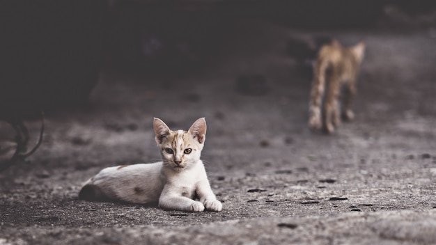 La muerte del gato: un símbolo de transición y transformación