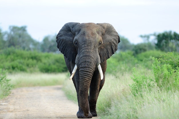 La oreja de elefante en las distintas culturas: Un amuleto de buena suerte y fortaleza espiritual.