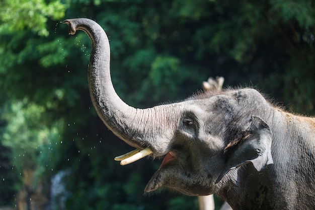 La oreja de elefante: un símbolo de sabiduría y protección
