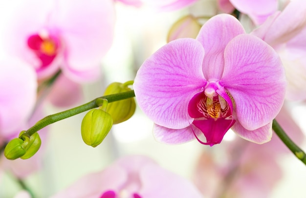 La orquídea en las diferentes culturas: un símbolo de amor, pureza y prosperidad.