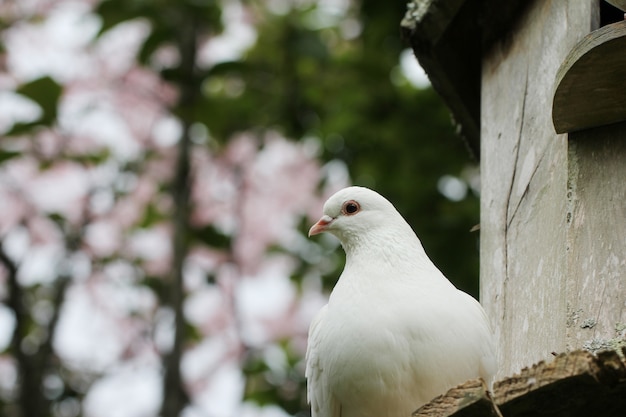 La paloma como símbolo de paz y protección en la naturaleza