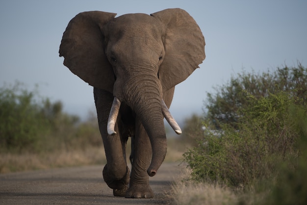 La pata de elefante: un símbolo de poder, fuerza y protección