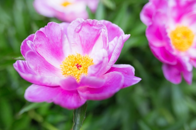 La peonía: un símbolo de belleza, prosperidad y amor