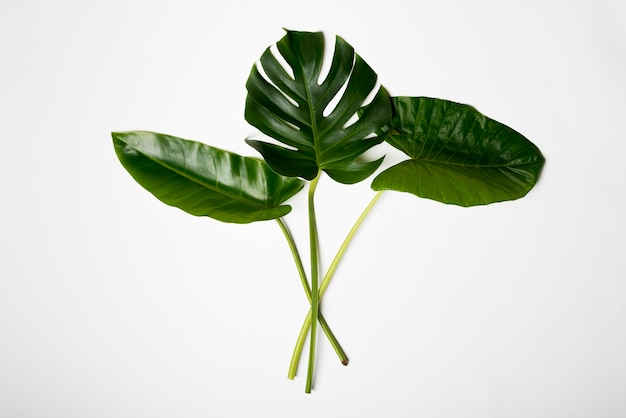 La planta costilla de Adán: Un símbolo de la conexión entre el hombre y la naturaleza