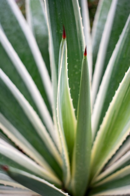La planta espada de San Jorge en distintas culturas y religiones: conoce cómo es interpretada esta planta en diferentes partes del mundo.