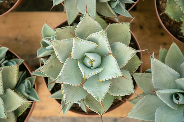 La planta espada de San Jorge: un símbolo de protección y fortaleza