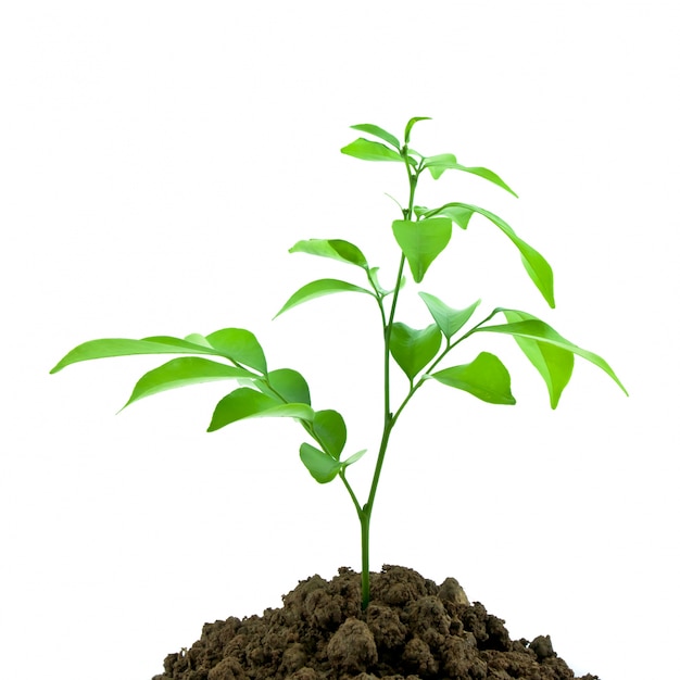 La planta: un símbolo de crecimiento, vida y conexión con la naturaleza