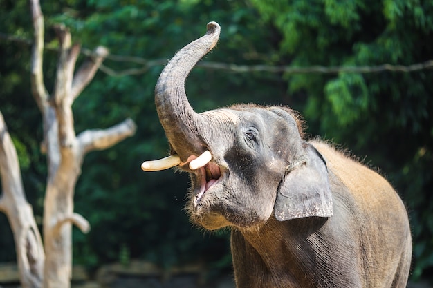 La sabiduría y la protección: El significado del símbolo de la oreja de elefante
