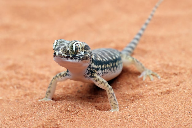 La salamandra como símbolo: su significado a lo largo de la historia