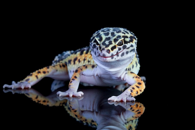 La salamandra en diferentes culturas y religiones: explora cómo este símbolo ha sido interpretado a lo largo de la historia en distintas partes del mundo y qué significados se le han atribuido.
