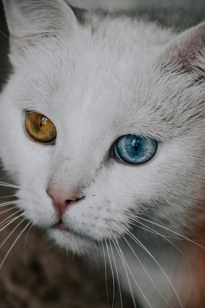 La simbología de los gatos con ojos de dos colores en diferentes culturas: Explora cómo este fenómeno es interpretado en distintas partes del mundo