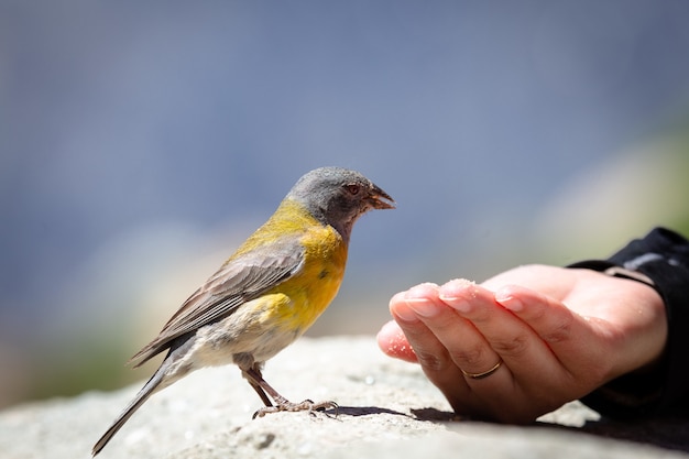 La visita de un pájaro en diferentes culturas, etnias y religiones