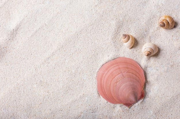 Las conchas de mar: símbolos de la belleza y el viaje