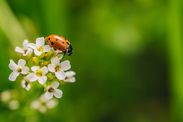 Las mariquitas: un símbolo de buena suerte y protección