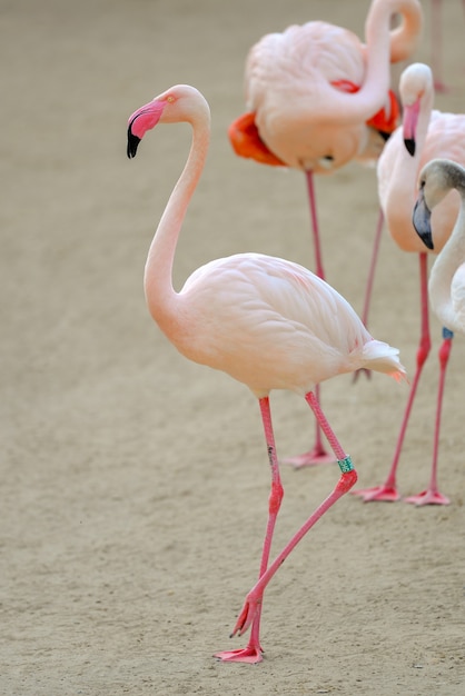 Los flamencos: elegancia y gracia en el reino animal